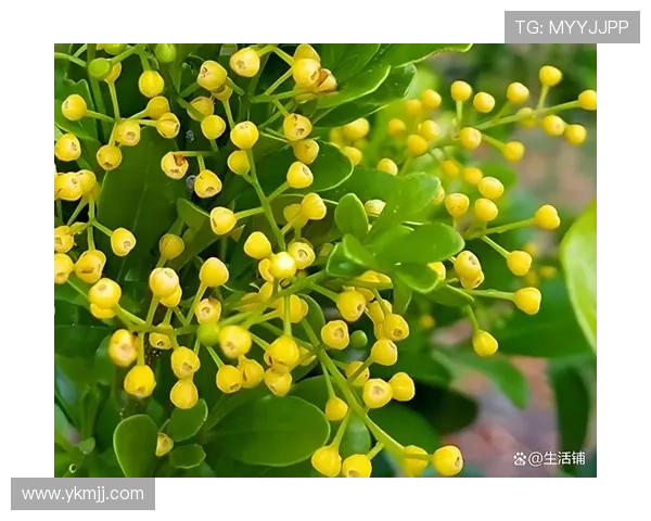 米兰三年花最赚钱引热议